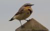 Wheatear at Wallasea Island (RSPB) (Tim Bourne) (32612 bytes)