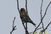 Lesser Redpoll at Canvey Wick (Richard Howard) (44398 bytes)