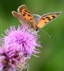 Small Copper at Bowers Marsh (RSPB) (Graham Oakes) (95517 bytes)