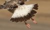 Caspian Gull at Private site with no public access (Steve Arlow) (149199 bytes) Caspian Gull at Private site with no public access (Steve Arlow) (149199 bytes)
