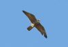 Peregrine Falcon at Pitsea (Steve Arlow) (40823 bytes) Peregrine Falcon at Pitsea (Steve Arlow) (40823 bytes)