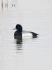 Scaup at Bowers Marsh (RSPB) (Graham Oakes) (42594 bytes)