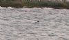 Red-breasted Merganser at Wallasea Island (RSPB) (Vince Kinsler) (68092 bytes)