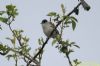 Blackcap at Two Tree Island (Richard Howard) (82624 bytes)