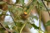 Firecrest at Hockley Woods (Richard Howard) (76844 bytes)