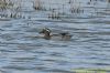 Garganey at Fleet Head (Richard Howard) (81961 bytes)