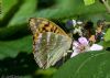 Silver-washed Fritillary at Private site with no public access (Jeff Delve) (73652 bytes)