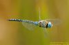 Southern Migrant Hawker at Wat Tyler Country Park (Richard Howard) (65735 bytes)