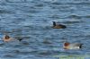 Aythya sp. at West Canvey Marsh (RSPB) (Richard Howard) (127292 bytes)