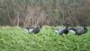 Black Brant at South Fambridge (Paul Baker) (61628 bytes)