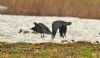 Raven at Bowers Marsh (RSPB) (Graham Oakes) (68947 bytes)