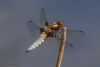 Broad-bodied Chaser at Canewdon (Jeff Delve) (30927 bytes)