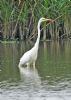 Great White Egret at Bowers Marsh (RSPB) (Graham Oakes) (94721 bytes) Great White Egret at Bowers Marsh (RSPB) (Graham Oakes) (94721 bytes)