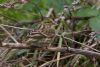 Serin at Gunners Park (Jeff Delve) (75305 bytes)