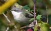 Lesser Whitethroat at Bowers Marsh (RSPB) (Graham Oakes) (52633 bytes) Lesser Whitethroat at Bowers Marsh (RSPB) (Graham Oakes) (52633 bytes)