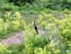 Red-rumped Swallow at Gunners Park (Vince Kinsler) (77999 bytes)