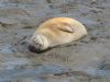 Common Seal at River Roach (Graham Mee) (76653 bytes)