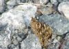 Painted Lady at Bowers Marsh (RSPB) (Richard Howard) (99531 bytes) Painted Lady at Bowers Marsh (RSPB) (Richard Howard) (99531 bytes)