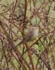 Grasshopper Warbler at Bowers Marsh (RSPB) (Jeff Delve) (126344 bytes)