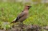 Waxwing at Southchurch Park West (Steve Arlow) (102247 bytes)