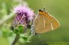 White-letter Hairstreak at Benfleet Downs (Richard Howard) (62719 bytes)