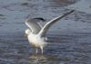 Yellow-legged Gull at Wallasea Island (RSPB) (Jeff Delve) (61485 bytes) Yellow-legged Gull at Wallasea Island (RSPB) (Jeff Delve) (61485 bytes)