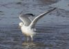 Yellow-legged Gull at Wallasea Island (RSPB) (Jeff Delve) (61485 bytes)