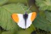 Orange-tip at Wat Tyler Country Park (Richard Howard) (52392 bytes)