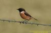 Stonechat at West Canvey Marsh (RSPB) (Richard Howard) (35634 bytes)