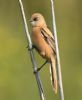 Bearded Tit at Bowers Marsh (RSPB) (Graham Oakes) (44069 bytes)