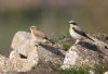 Wheatear at Bowers Marsh (RSPB) (Jeff Delve) (77813 bytes)