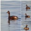 Black-necked Grebe at Paglesham Lagoon (Neil Chambers) (86801 bytes)