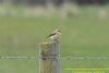 Wheatear at Canvey Island (Richard Howard) (40342 bytes)