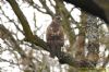 Buzzard at Hockley Woods (Richard Howard) (93123 bytes)