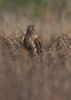 Hen Harrier at Wallasea Island (RSPB) (Jeff Delve) (34489 bytes)