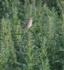 Whinchat at Lower Raypits (Jeff Delve) (130897 bytes) Whinchat at Lower Raypits (Jeff Delve) (130897 bytes)