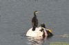 Shag at South Fambridge (Richard Howard) (67831 bytes)