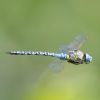 Southern Migrant Hawker at Gunners Park (Andrew Armstrong) (33388 bytes) Southern Migrant Hawker at Gunners Park (Andrew Armstrong) (33388 bytes)