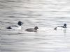 Goldeneye at Paglesham Lagoon (Paul Baker) (107261 bytes)