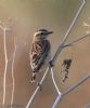 Whinchat at Lower Raypits (Jeff Delve) (55652 bytes) Whinchat at Lower Raypits (Jeff Delve) (55652 bytes)