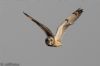 Short-eared Owl at Wallasea Island (RSPB) (Jeff Delve) (22936 bytes)