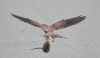 Kestrel at Gunners Park (Andrew Armstrong) (31739 bytes)