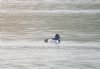 Ring-necked Duck at Bowers Marsh (RSPB) (Paul Baker) (59787 bytes)