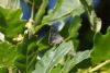 Purple Hairstreak at Belfairs Woods (Richard Howard) (61433 bytes)