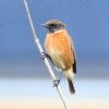 Stonechat at Gunners Park (Paul Griggs) (89424 bytes) Stonechat at Gunners Park (Paul Griggs) (89424 bytes)