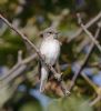 Spotted Flycatcher at Shoebury East Beach (Vince Kinsler) (61171 bytes)