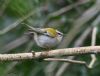 Firecrest at Hockley Woods (Jeff Delve) (50634 bytes)