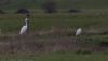 Great White Egret at Lower Raypits (Jeff Delve) (39268 bytes)
