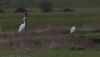 Great White Egret at Lower Raypits (Jeff Delve) (39268 bytes) Great White Egret at Lower Raypits (Jeff Delve) (39268 bytes)