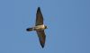 Peregrine Falcon at Paglesham Lagoon (Steve Arlow) (130701 bytes) Peregrine Falcon at Paglesham Lagoon (Steve Arlow) (130701 bytes)